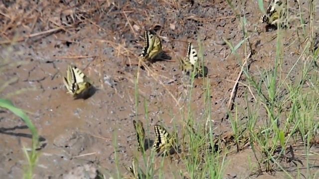 Papilio machaon Махаоны во множестве смотреть онлайн