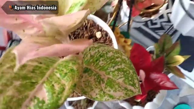KEINDAHAN AGLONEMA EMERALD смотреть онлайн