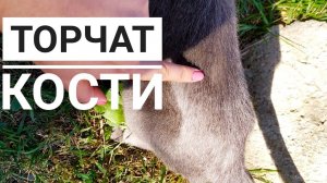 Не смогла пройти мимо, вернулась в последний момент и накормила...