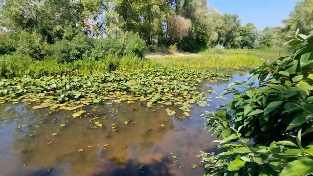ВЛОГ \ ОНА УСТАЛА ОТ ШОУ - БИЗНЕСА И ТЕПЕРЬ ЕЁ МОЖНО ВСТРЕТИТЬ НА ПЛЯЖЕ ВО ВРЕМЯ ЛОВЛИ РАКОВ смотреть онлайн