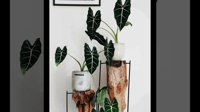 Jenis Jenis Alocasia Terpopuler 20 #alocasia #jenisalocasia смотреть онлайн