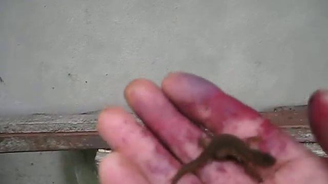 Кто знает- откуда взялся тритон далеко от водоёма? смотреть онлайн