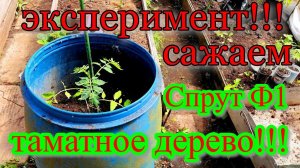 ПОМИДОРОВОЕ ДЕРЕВО. ЭКСПЕРИМЕНТ. САЖАЕМ ПОМИДОРЫ. ВЕСНА НА ДАЧЕ. ВЕСЕННИЕ ПОСАДКИ.