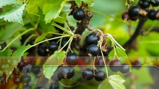 Ромашки розы васильки смотреть онлайн