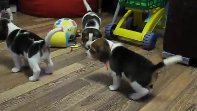 Питомник биглей МЭДЖИК ЛАЙН дев.кр.лента смотреть онлайн