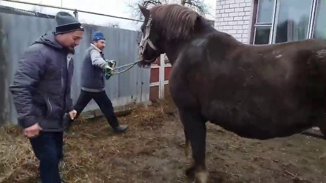 ЦЫГАНСКИЙ ЖЕРЕБЕЦ ПЕРШЕРОН ЗАБАР И КОБЫЛА МАРКИЗА СОВЕТСКИЙ ТЯЖЕЛОВОЗ смотреть онлайн