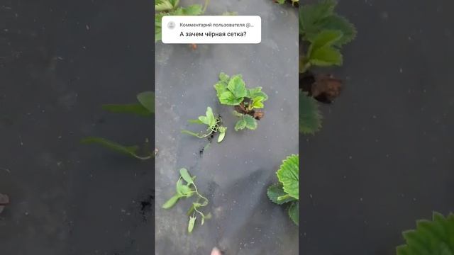 #дача #клубника #сезон2023 #долгоносик #геотекстиль смотреть онлайн