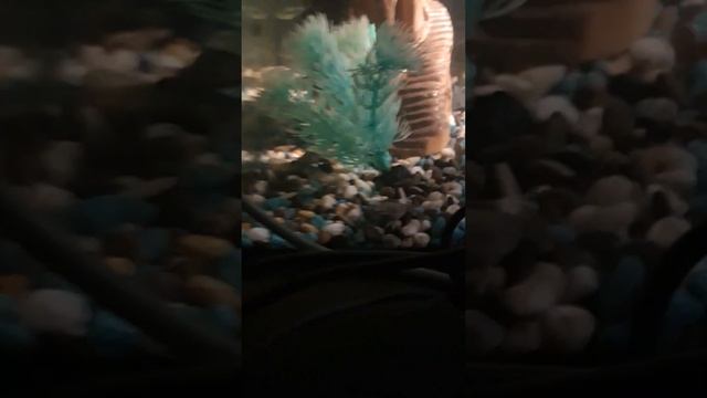 новые лягуны ( когтеносцы) смотреть онлайн