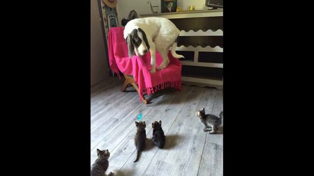 Лютые приколы. СМЕШНЫЕ КОТЫ И КОШКИ!!! Приколы с участием прикольного кота Тимки (2020)