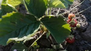 Земляника садовая "Медовая" НПО Сады россии