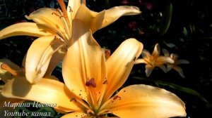 АЗИАТСКАЯ ЛИЛИЯ . Выращивание и уход