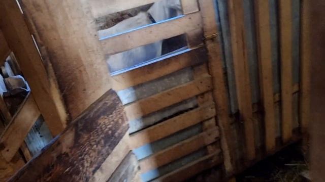 Шанькины козлята,Окотилась Луша смотреть онлайн