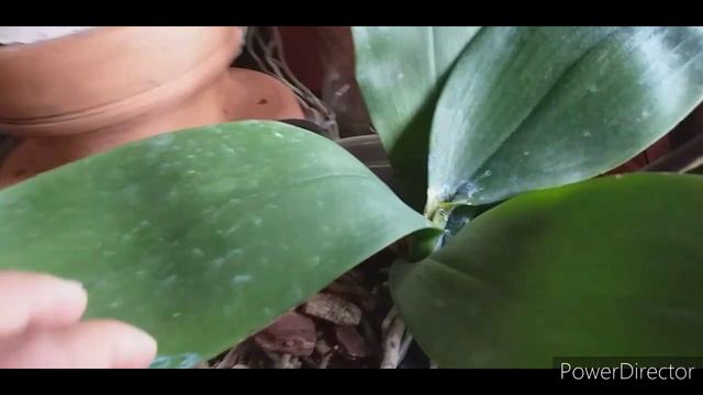 Novidades boa e ruim; orquídea phalaenopsis, cultivo na varanda. смотреть онлайн