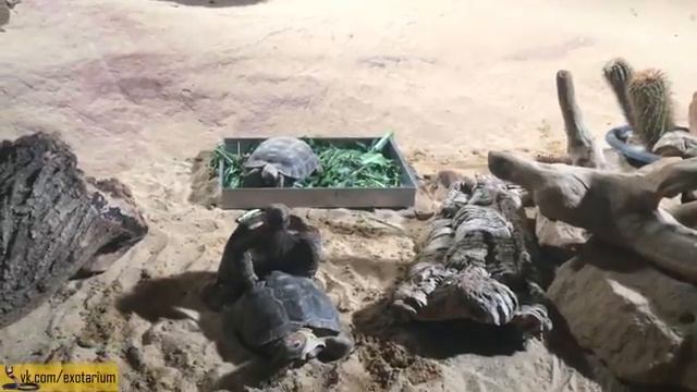 Пражский зоопарк смотреть онлайн