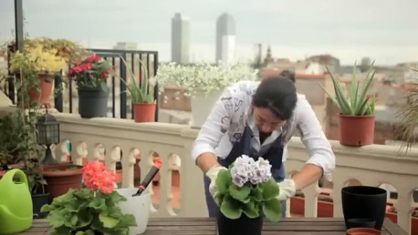Trasplante De Prímula Obcónica ☘🌸 | El Jardín De Lidl | Lidl España