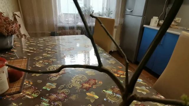 У ЦИТРУСА ХЛОРОЗ ЧТО ДЕЛАТЬ КАК БОРОТСЯ С ЭТИМ НЕДУГОМ. смотреть онлайн