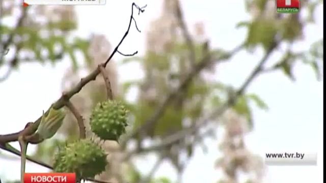 В Могилеве снова зацвели каштаны! смотреть онлайн