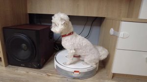 ХАГИ ВАГИ УПРАВЛЯЕТ НАШЕЙ ЖИЗНЬЮ С ПОМОЩЬЮ ЩЕНКА БИЛЛИ! ВЫПОЛНЯЕМ ЗАДАНИЯ, ЧТОБЫ СПАСТИ ЗВЕРОПАПУ