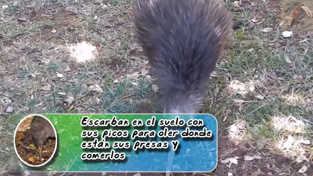 kiwi moteado mayor: De las aves más raras del mundo - documental de animales salvajes смотреть онлайн