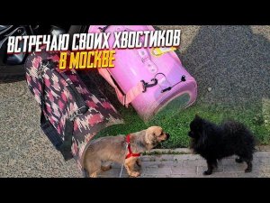 Встречаю своих хвостиков в Москве, Купаю Джесси, Первые прогулки с Джесси на поводке.