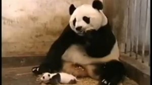 Панда испугалась детёныша :)