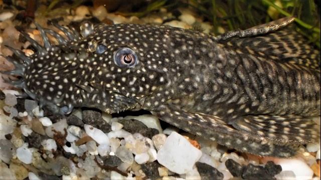 Аквариумная рыбка Анциструс, содержание анциструсов, размножение, уход, виды. Сом присоска. смотреть онлайн