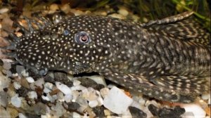 Аквариумная рыбка Анциструс, содержание анциструсов, размножение, уход, виды. Сом присоска.