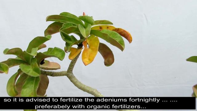 Adeniums Leaves Turning Yellow Top 6 Reasons Part -1 #DesertRose смотреть онлайн