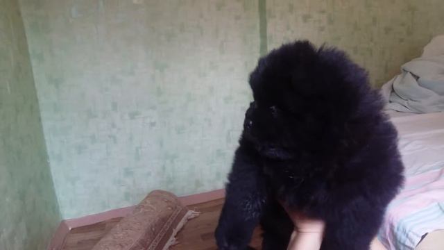Продам черного чау николаев смотреть онлайн