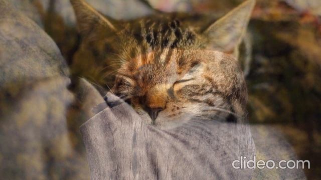 PLEASURE | RELAX MUSIC | МУЗЫКА ДЛЯ РЕЛАКСА смотреть онлайн