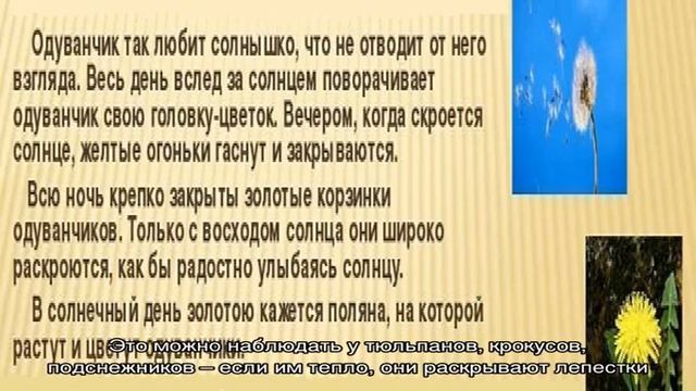Почему закрывается одуванчик на ночь, днем, с чем это связано? смотреть онлайн