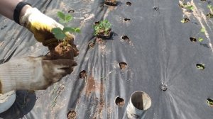 Используем посадочный конус для посадки рассады клубники