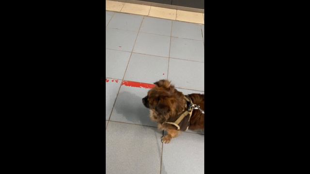 Чихуахуа в магазине смотреть онлайн