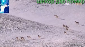 Охота на баран Памир.. шикор дар Помир