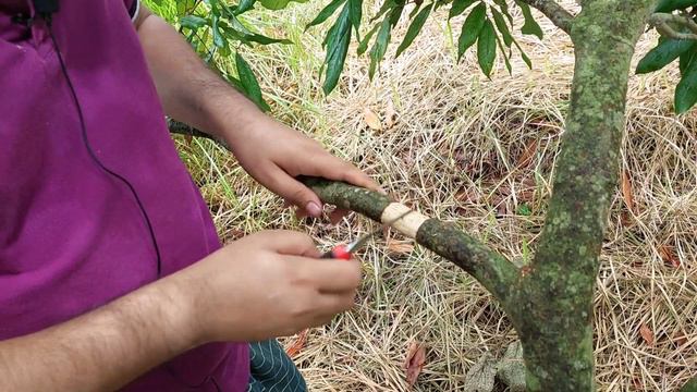 Amazing Grafting Technique Litchi Tree || How To Grafting Of Litchi Tree || Grafting Skills ||