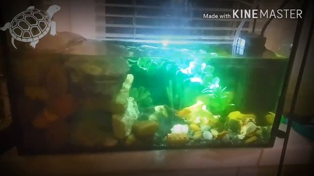 Содержание красноухих черепах смотреть онлайн