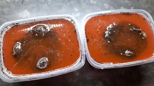 Пора будить бегонию! Обработка клубня....