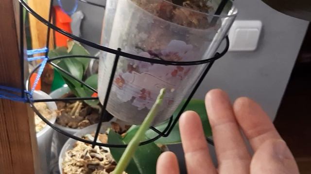 Монофосфат калия, цветоносы прут, орхидеи в восторге! смотреть онлайн