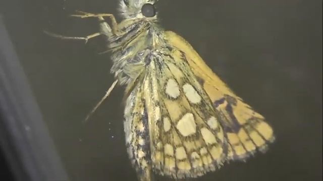 ИНСЕКТАРИЙ: 175. Толстоголовка Палемон (Carterocephalus palaemon) смотреть онлайн