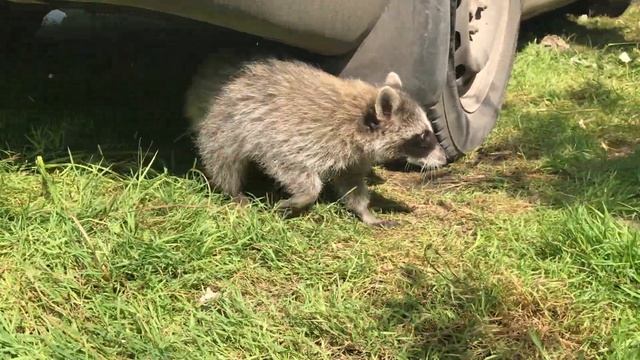 Енот Фёдор первый раз в дикой природе.)Raccoon Fedor for the first time in the wild.) смотреть онлайн