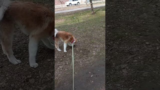 Акита ину нападает на саксофониста. Реакция собаки на саксофон смотреть онлайн