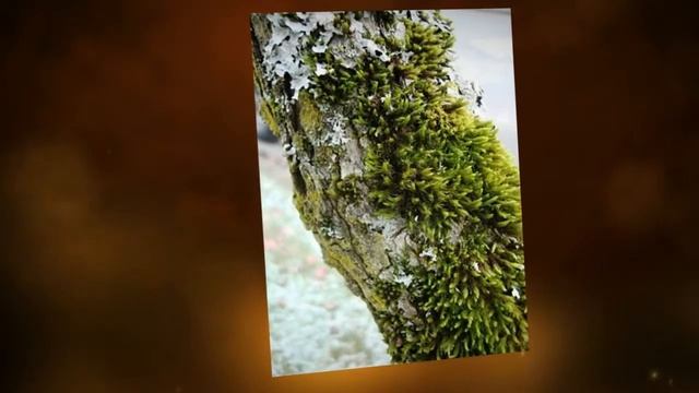 СтройИстории