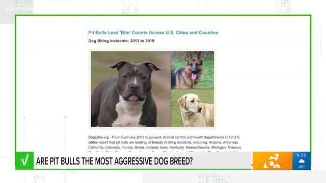 Are pit bulls the most aggressive dog breed? Our team verifies смотреть онлайн