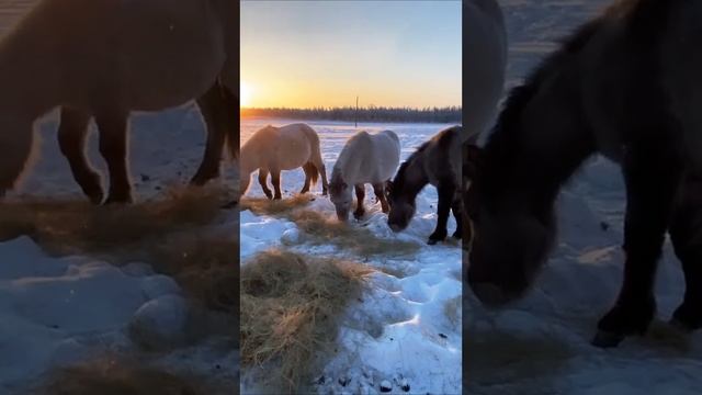 Feeding Horses in Winter / Кормление лошадей зимой смотреть онлайн
