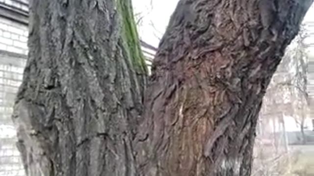 Кора смотреть онлайн