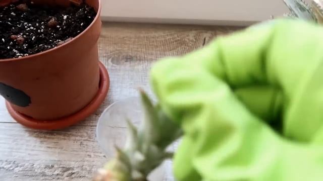 КУПИЛА АНАНАС в магазине, ОТКРУТИЛА МАКУШКУ.... смотреть онлайн