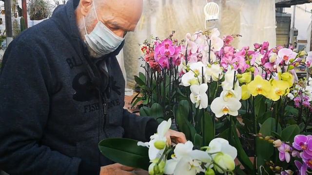 orchidee 2021, tutto sulle Phalaenopsis, la porta d'ingresso alle orchidee. Temperatura video 1 di смотреть онлайн
