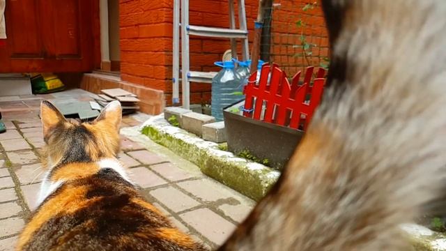 15.04.2021 Цветение белой розы смотреть онлайн