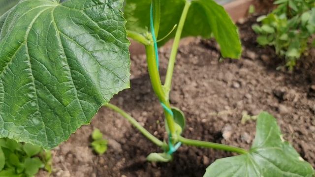 ОСЛЕПИТЕ ЛИШНЕЕ! Как ПРАВИЛЬНО формировать ОГУРЦЫ в ТЕПЛИЦЕ. ХИТРОСТЬ для БОЛЬШОГО УРОЖАЯ смотреть онлайн