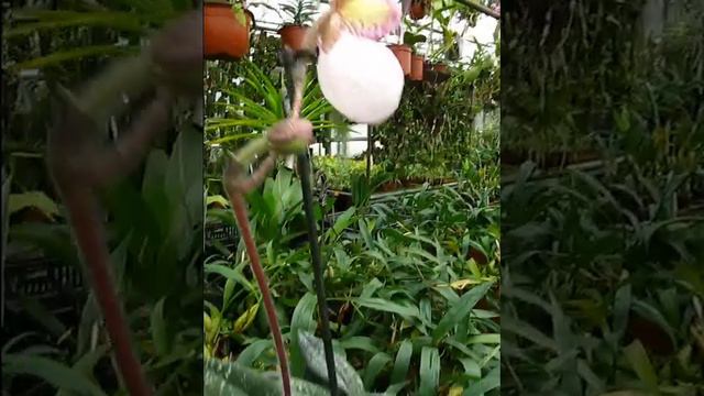 Paphiopedilum micranthum смотреть онлайн